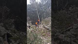 Making hiking trail with battery chainsaws Stihl MSA 161 T stihl tree croatia tools chainsaw [upl. by Lorrayne231]