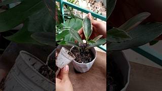 Repotting Rainbow Peperomia Plant amp Tips for Peperomia Better Growth [upl. by Odnala]