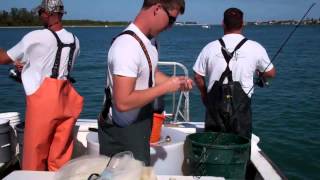 ladyfish and spanish mackerel [upl. by Liss]