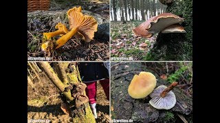 Pilze am 01012018  Winterpilze im Januar 2018  Pilze sammeln im Januar [upl. by Pass]