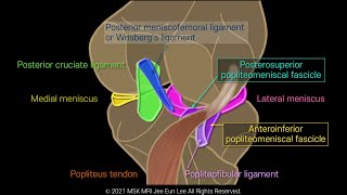 Anatomy16 Overview of the popliteomeniscal fascicles [upl. by Salvatore]