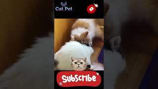 animals love story cats mating videos Cats Mating Age Explained [upl. by Esinehs52]