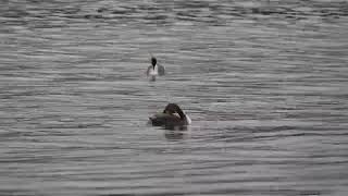 Great Crested Grebes preening in drizzle [upl. by Marjorie]