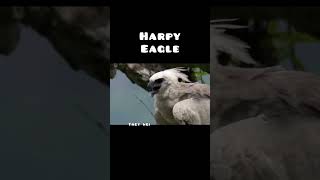 The Harpy Eagle  Worlds Most Dangerous Eagle shorts facts knowledge eagle [upl. by Nawrocki]