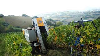 MidWire Cordon Training for Grapevines  Grape Video 7 [upl. by Assilla]