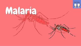 Pathophysiology of Malaria Life cycle of the plasmodium parasite Common symptoms [upl. by Regdor]