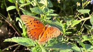 Gulf Fritillary Butterfly 🦋 August 9 2024 [upl. by Nonahs]