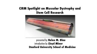 Duchenne Muscular Dystrophy and Stem Cell Research  Helen Blau Stanford Medicine [upl. by Dam577]