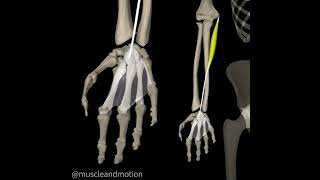 The PALMARIS LONGUS muscle anatomy 📣 [upl. by Ultima]