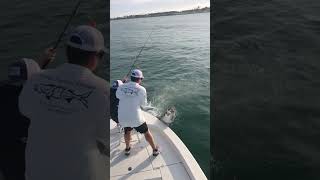 Shark chases tarpon into boat [upl. by Sneed]