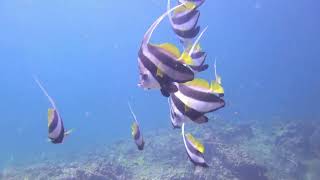 Diving Phuket Part II HD 4K 60 Fps [upl. by Phedra730]