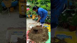 Soil mix recipe for winter Vegetables and houseplant youtubeshort [upl. by Phedra]