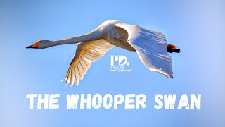 The Whooper Swan Wildlife Photography [upl. by Atcliffe]