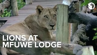 Lions at Mfuwe Lodge South Luangwa National Park in Zambia [upl. by Alamak]