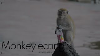 Monkey eating [upl. by Sherfield]