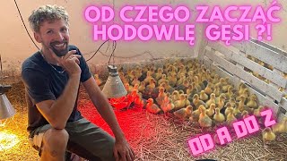 Od czego zacząć hodowlę gęsi🤔🪿 od A do Z [upl. by Tnomel]