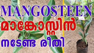 Mangosteen Planting  മാങ്കോസ്റ്റിൻ നടുന്ന വിധം [upl. by Jalbert323]