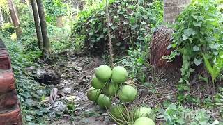 এরকম ডাব দেখলে সবার মাথা নষ্ট হয়ে যাবে [upl. by Hajan]