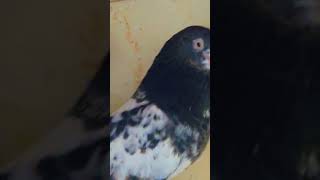 punjabisong punjabi music foryou pigeon kabootar love madina [upl. by Delanos]