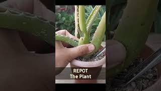 Aloe Vera Plant Care  Revive A Dying Plant [upl. by Bahner463]