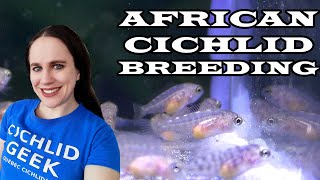 What to do when your African Cichlids Breed [upl. by Monda440]