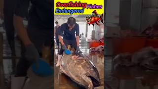 Overfishing lead to Extinction of certain species 🐠🐟fish fishing overfishing animals ytshorts [upl. by Ynahpets]