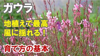 ガウラの育て方 地植えで楽しむ！摘芯、剪定、切り戻し [upl. by Davena]