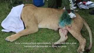 SKYVETS SAVES LIONESS  4TH APRIL 2014  Sheldrick Trust [upl. by Adiene]