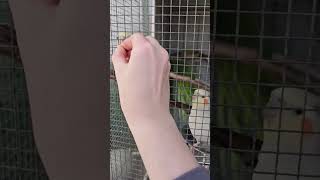 Cockatiels eating seeds parrot zoo birds cockatoo cockatiel australianBirds [upl. by Merrielle]