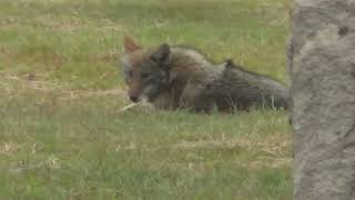 Coyote Through The Fence [upl. by Leggat711]