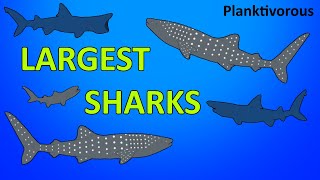 The Largest Sharks  Planktivorous Sharks  Animated Size Comparison [upl. by Euphemie727]