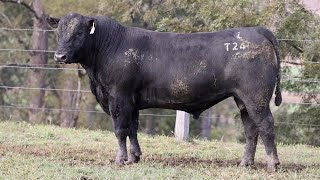 Lot 18 BLA22T248 Knowla Livestock 2024 [upl. by Melina183]