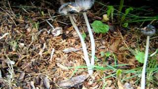 Coprinopsis lagopus [upl. by Analart]