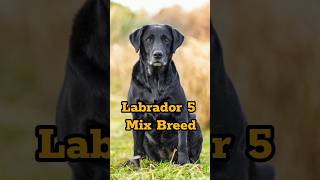 Top 5 Labrador Mix Breeds😱😱Dogs Facts dog viral [upl. by Aleacim]