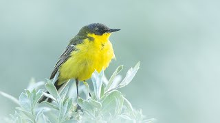 Yellow wagtail chirping [upl. by Nyltak]