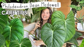 Grow Your PHILODENDRON MCDOWELL Huge 🌿 Care Tips  Tricks For Philodendron Dean Mcdowell [upl. by Lledniw944]