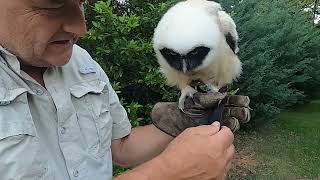 How to use the anklets jesses leash and swivel for falconry  birds of prey [upl. by Dj]