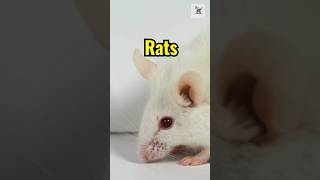 3 Surprising Facts About Rats You Didn’t Know 🐀 rats mice nyrats animalfacts animalknowledge [upl. by Clementina]