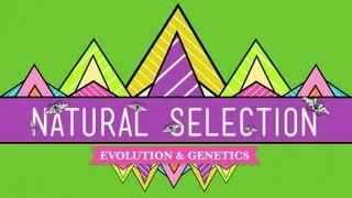 Natural Selection  Crash Course Biology 14 [upl. by Nylasor]