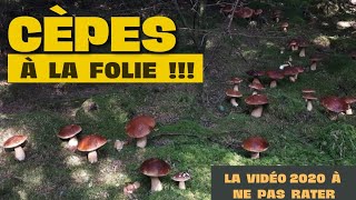 Une découverte unique des cèpes partout la vidéo à voir  cepes nature [upl. by Salkin]