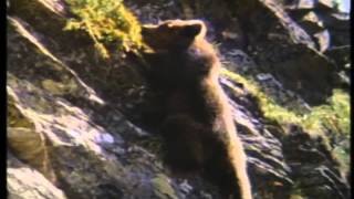 The Bear Trailer 1989 [upl. by Thursby]