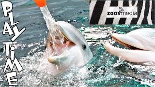 Delfinarium Duisburg DELFINE spielen OHNE FUTTER mit Pfleger und Tierärztin 🐬  zoosmedia [upl. by Dnaltroc]