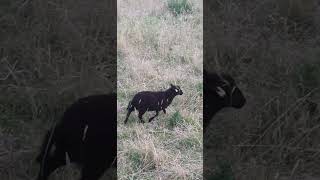 Lamb  Young Black Ouessant Sheep 🐑 [upl. by Aliehc]