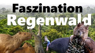 Faszination Regenwald [upl. by Horodko]