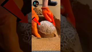 🤯 തലച്ചോർ കടൽ തീരത്തോ 😲😱  Brain Coral  shorts facts shortsfeed [upl. by Doomham325]