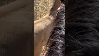 Hard working mom life lifestyle ilovemyhorse horse horsemom equine equestrian youtube mom [upl. by Piks]