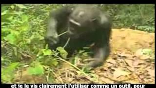 Les chimpanzés fabriquent et utilisent des outils [upl. by Asenaj882]