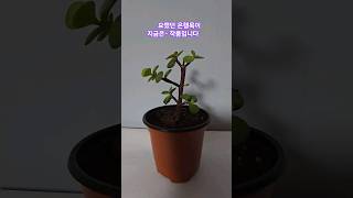 portulacaria afra Hybrid은행목키우기은행목분갈이 [upl. by Nahtanaj]