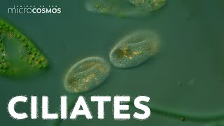 What Can Ciliates Teach Us About Ciliates [upl. by Trotter716]