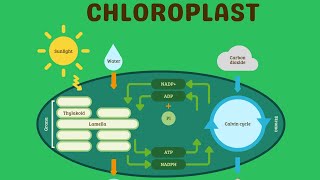 Chloroplast OrganelleCell Biology part 2 [upl. by Anar]